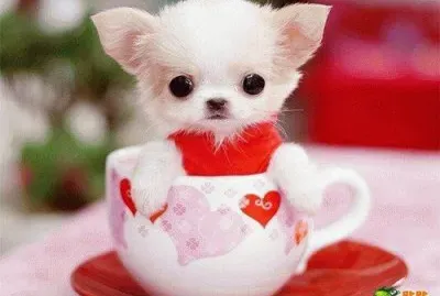 different animals jigsaw puzzle