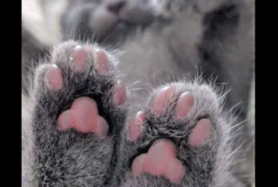 gato gris jigsaw puzzle