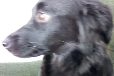 פאזל של Dog Laila