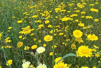 FLOWERS jigsaw puzzle