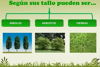Plantas - clasificación