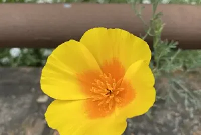Naturaleza y Ciudad - Antejardines Tunja