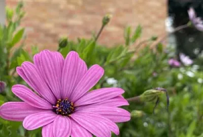 Naturaleza y Ciudad - Antejardines Tunja