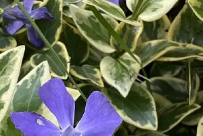 Naturaleza y Ciudad - Antejardines Tunja