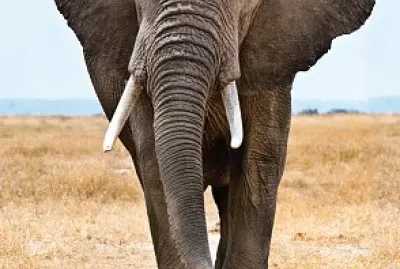 WHAT IS THIS ANIMAL? jigsaw puzzle