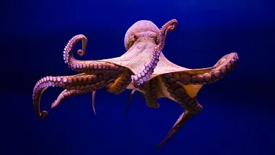 WHAT IS THIS ANIMAL?