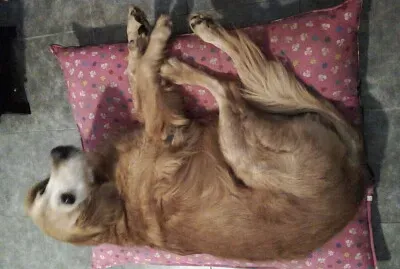 Mascota