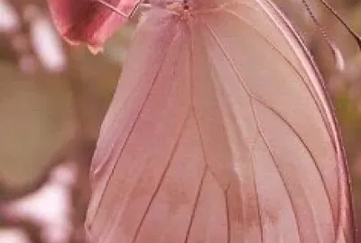 mariposa jigsaw puzzle