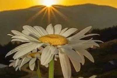 flor atardecer
