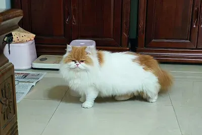 許庭瑜
