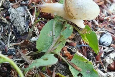 maria rita 59 jigsaw puzzle