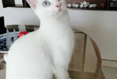 blancapandora
