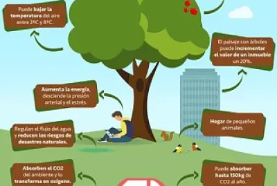 bENEFICIOS DE PLANTAR UN ARBOL