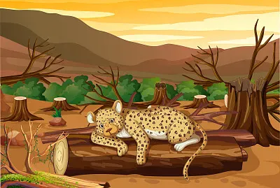 Desmatamento florestal