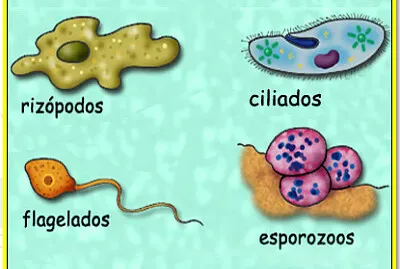 Arma el rompecabezas
