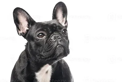 cachorro bulldog jigsaw puzzle