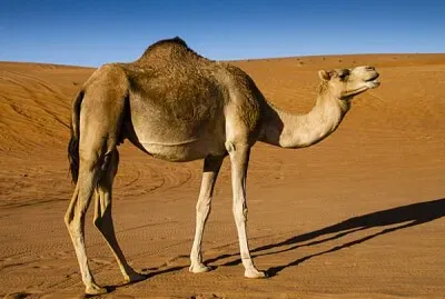 פאזל של Dromedario