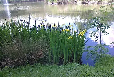 Colombier Iris d 'eau