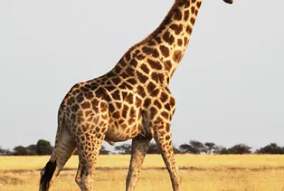 GIRAFA