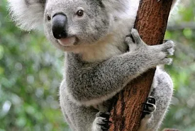 KOALA