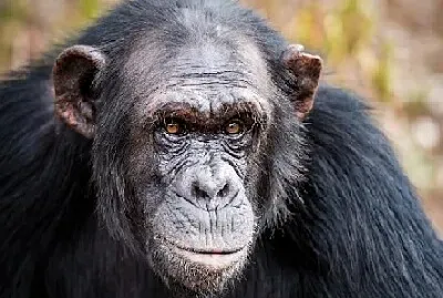 MACACO