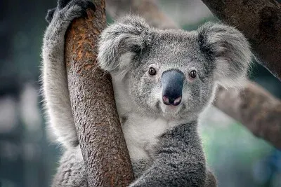 QUE ANIMAL É ESSE?