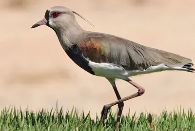 פאזל של QUERO QUERO PASSARO