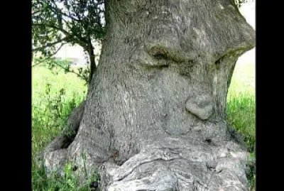 arbol