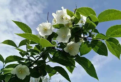 פאזל של philadelphus