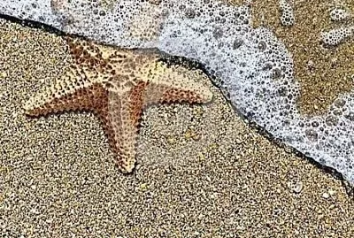 CENÁRIO K620 jigsaw puzzle