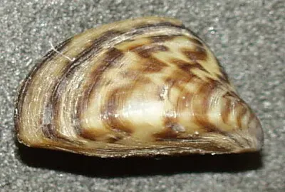 Cozza zebrata