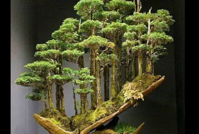 arbol