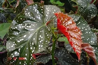 Foto jigsaw puzzle