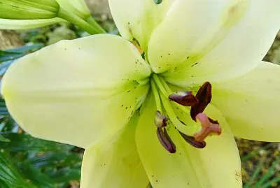 FLOWERS jigsaw puzzle