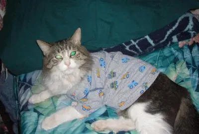 פאזל של Gatos