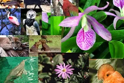 Realizar el siguiente rompe cabeza de la amazonia