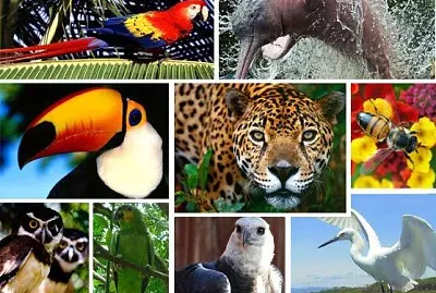Fauna Amazonica jigsaw puzzle