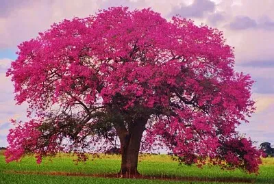 פאזל של Ipê Rosa