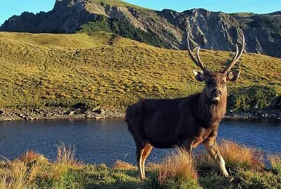 水鹿 jigsaw puzzle