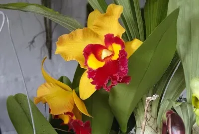 FLOWERS jigsaw puzzle