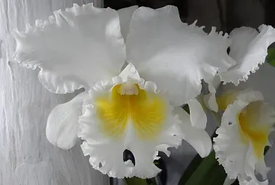 FLOWERS jigsaw puzzle