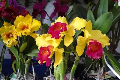 FLOWERS jigsaw puzzle