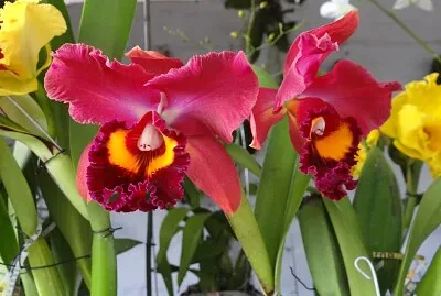 FLOWERS jigsaw puzzle