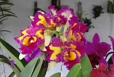 FLOWERS jigsaw puzzle