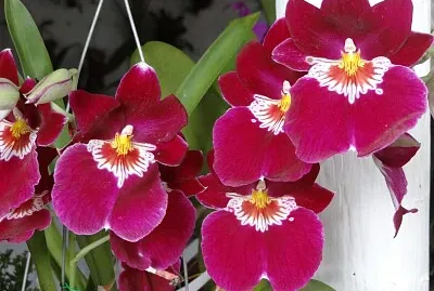 FLOWERS jigsaw puzzle