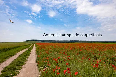 Champ de coquelicots