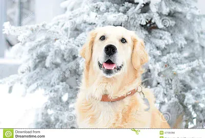 Perrito en la nieve jigsaw puzzle