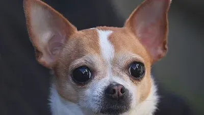 פאזל של 徐宇辰