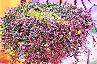 Foto jigsaw puzzle