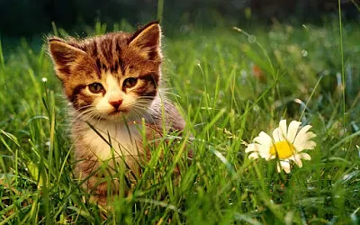 Gatico
